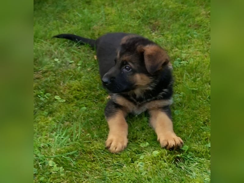Schäferhund-Welpen 1 Rüde, 8 Hündinnen zu verkaufen