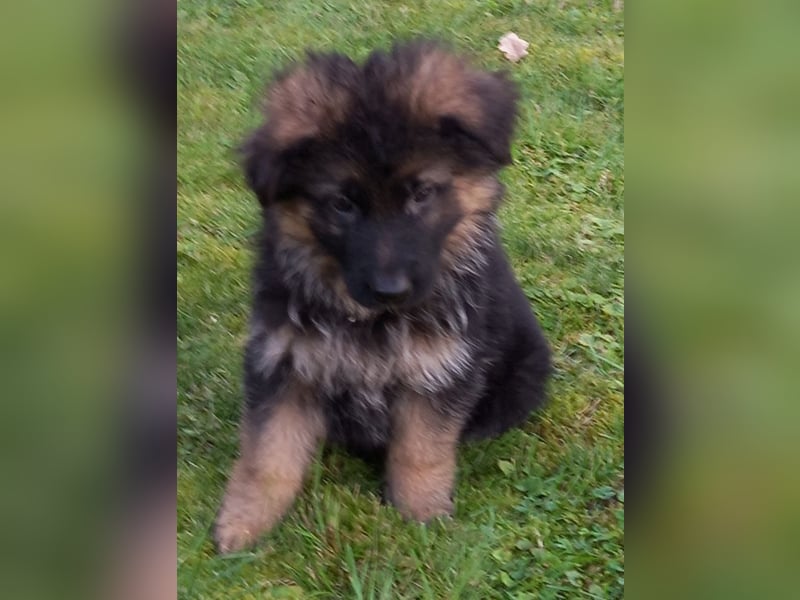 Schäferhund-Welpen 1 Rüde, 8 Hündinnen zu verkaufen