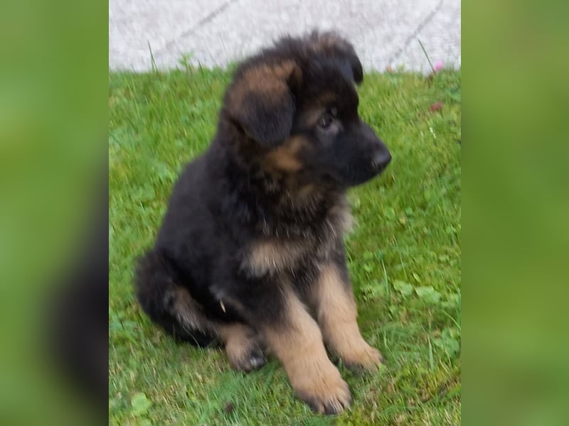 Schäferhund-Welpen 1 Rüde, 8 Hündinnen zu verkaufen