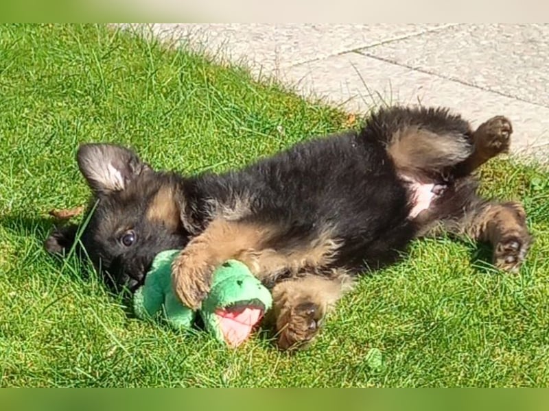 Schäferhund-Welpen 1 Rüde, 8 Hündinnen zu verkaufen