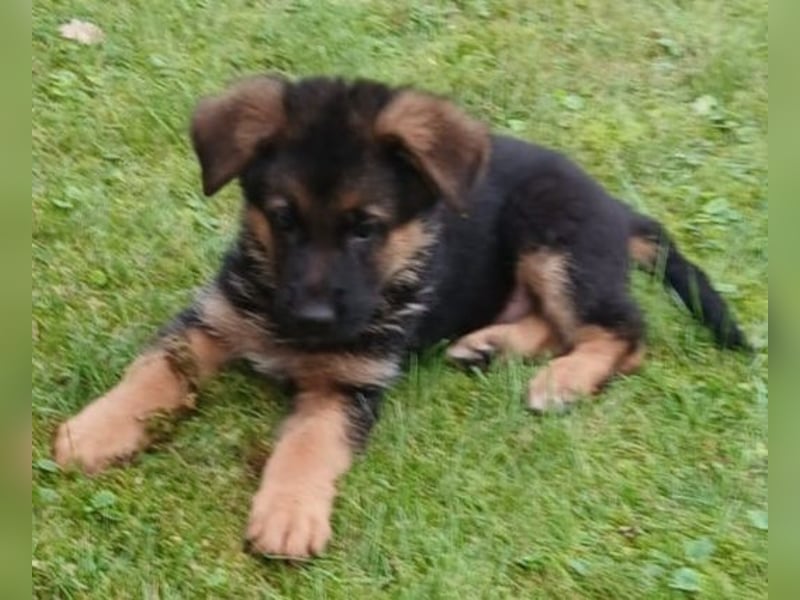 Schäferhund-Welpen 1 Rüde, 8 Hündinnen zu verkaufen