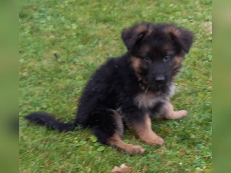 Schäferhund-Welpen 1 Rüde, 8 Hündinnen zu verkaufen