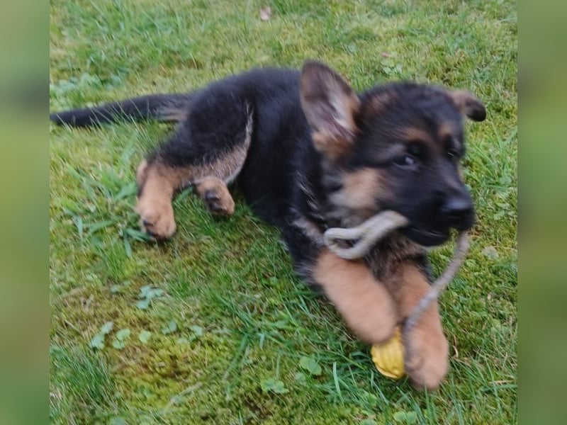 Schäferhund-Welpen 1 Rüde, 8 Hündinnen zu verkaufen