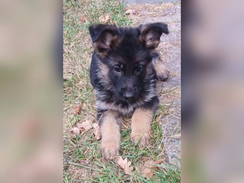 Schäferhund-Welpen 1 Rüde, 8 Hündinnen zu verkaufen