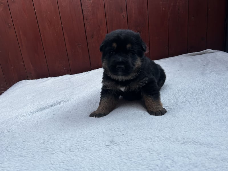 Deutsche Schäferhundwelpen
