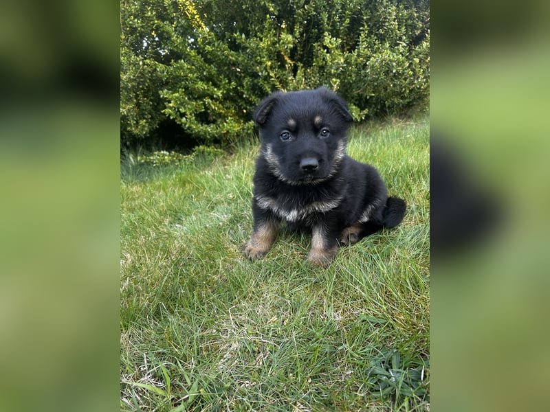 Deutsche Schäferhundwelpen