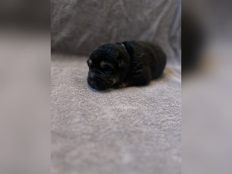 Deutsche Schäferhundwelpen