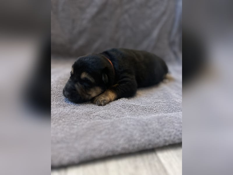 Deutsche Schäferhundwelpen