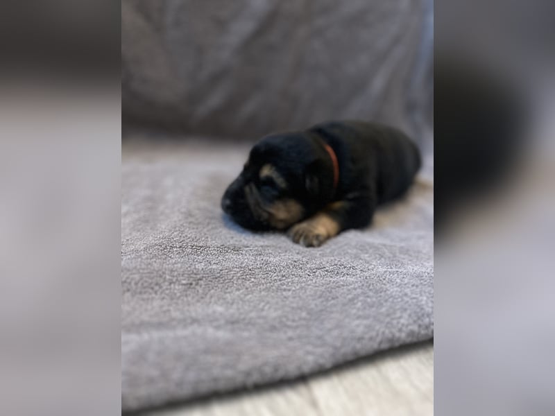 Deutsche Schäferhundwelpen