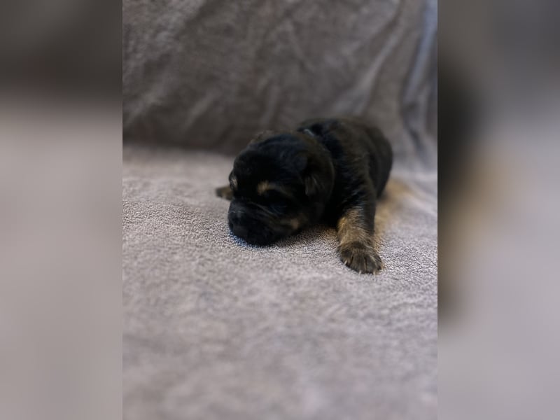 Deutsche Schäferhundwelpen