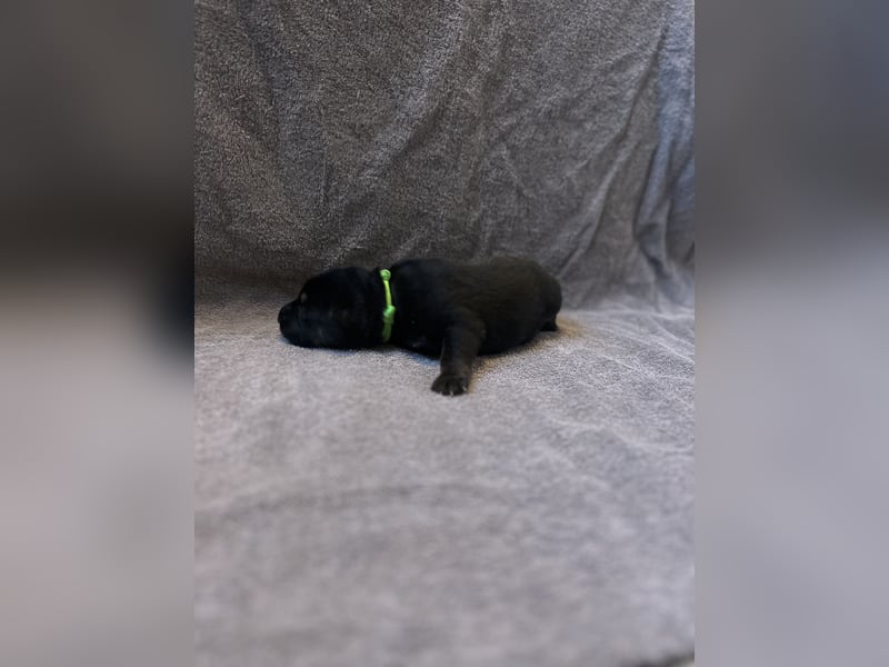 Deutsche Schäferhundwelpen