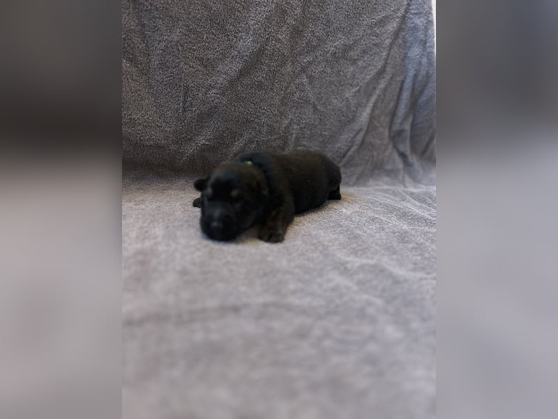 Deutsche Schäferhundwelpen