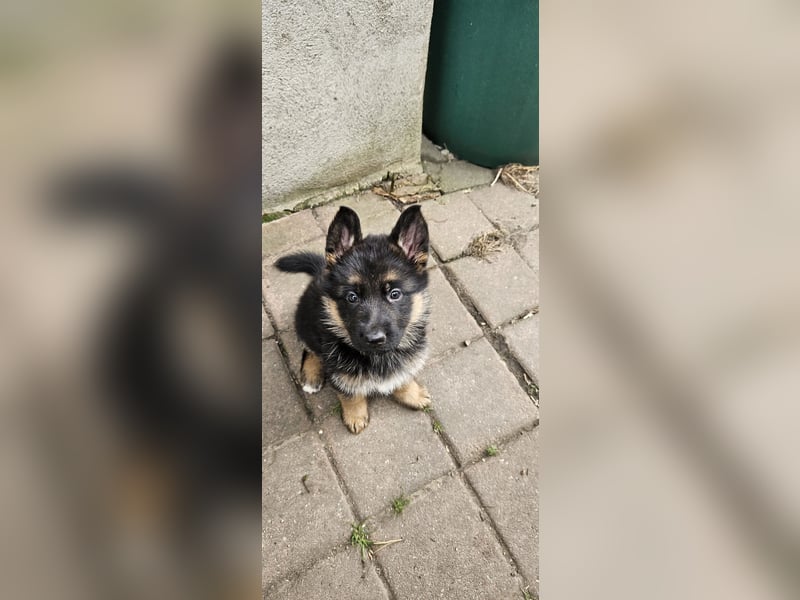 Schäferhund Welpen