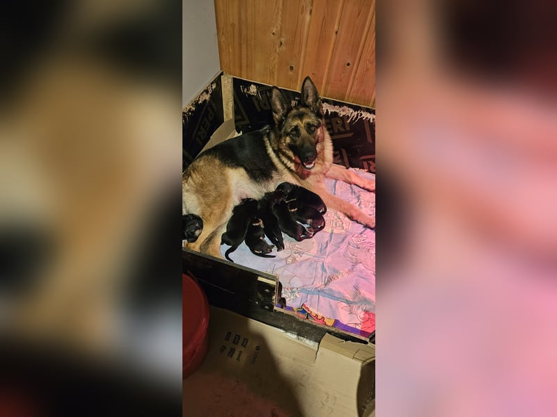 Schäferhund Welpen