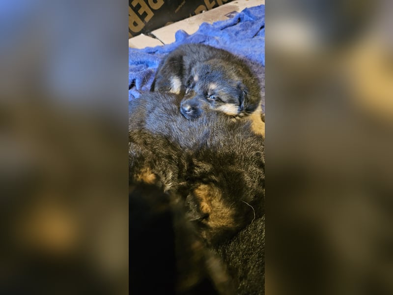 Schäferhund Welpen
