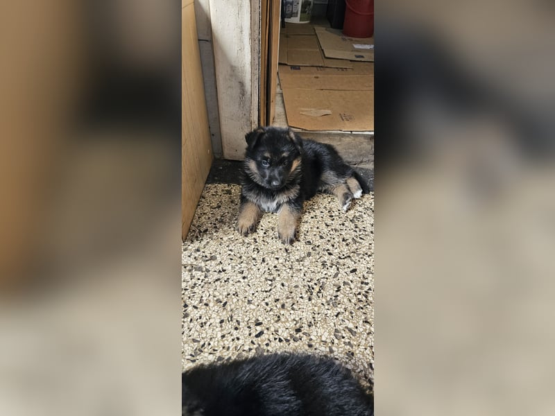 Schäferhund Welpen