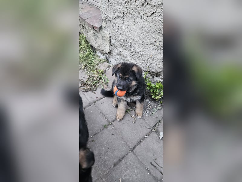 Schäferhund Welpen