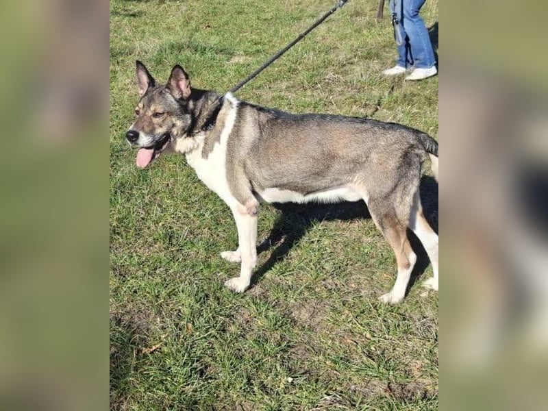 Menta VA, ruhig, verträglich, dickköpfig