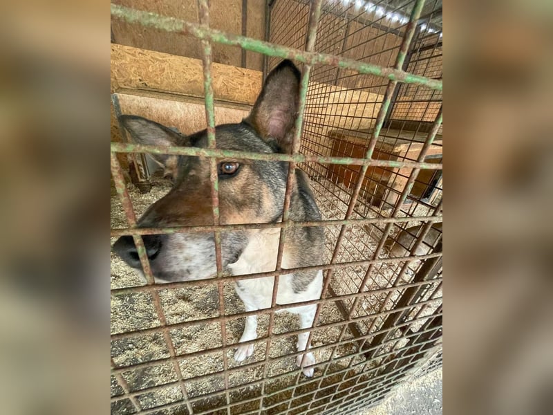 Menta VA, ruhig, verträglich, dickköpfig