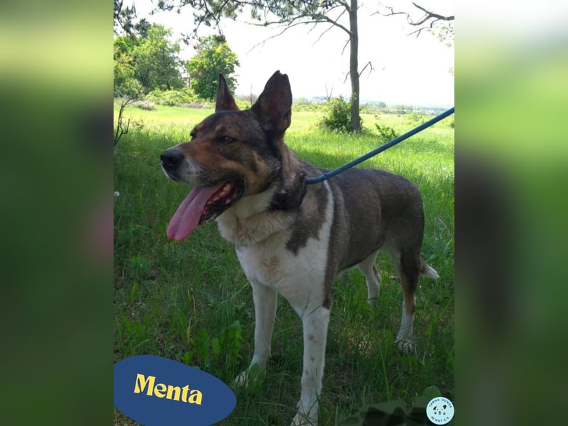 Menta VA, ruhig, verträglich, dickköpfig