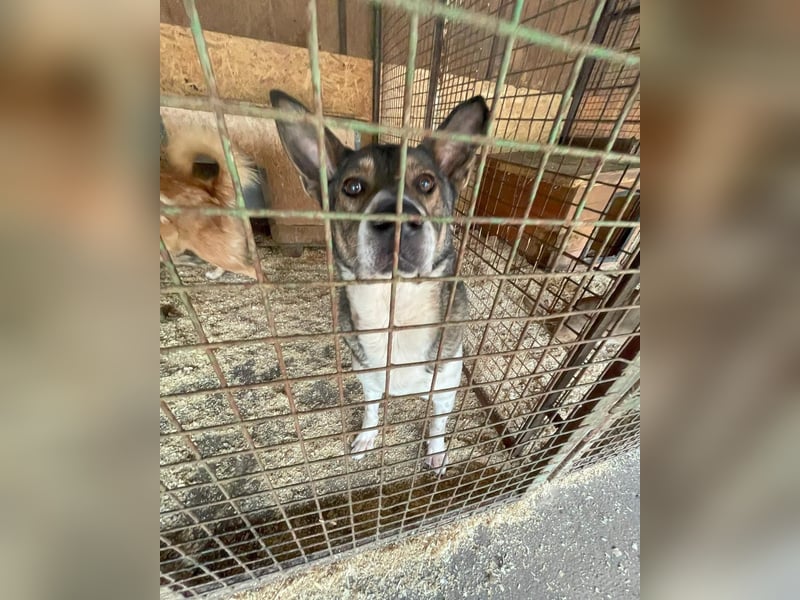 Menta VA, ruhig, verträglich, dickköpfig