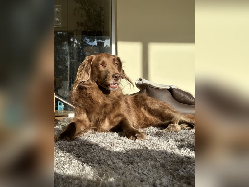 Hund mit Jagdtrieb sucht Natur / Deutscher Wachtelhund