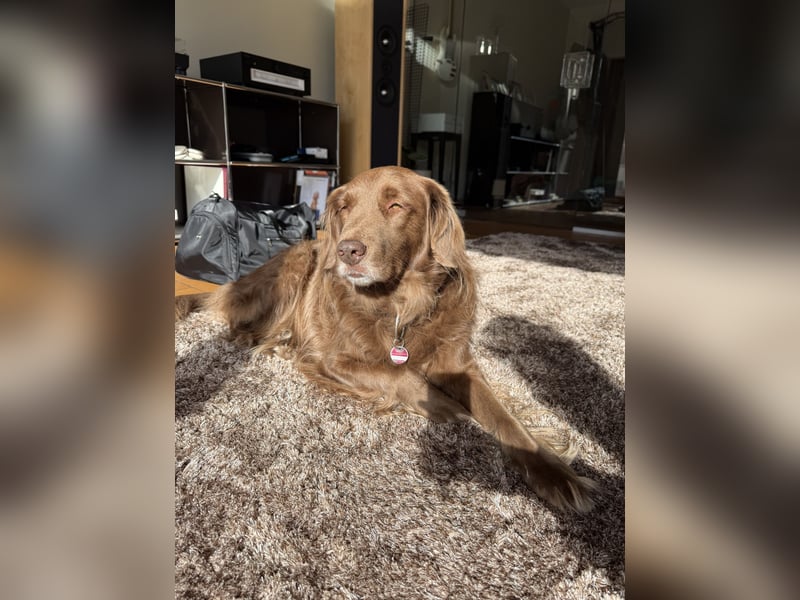 Hund mit Jagdtrieb sucht Natur / Deutscher Wachtelhund