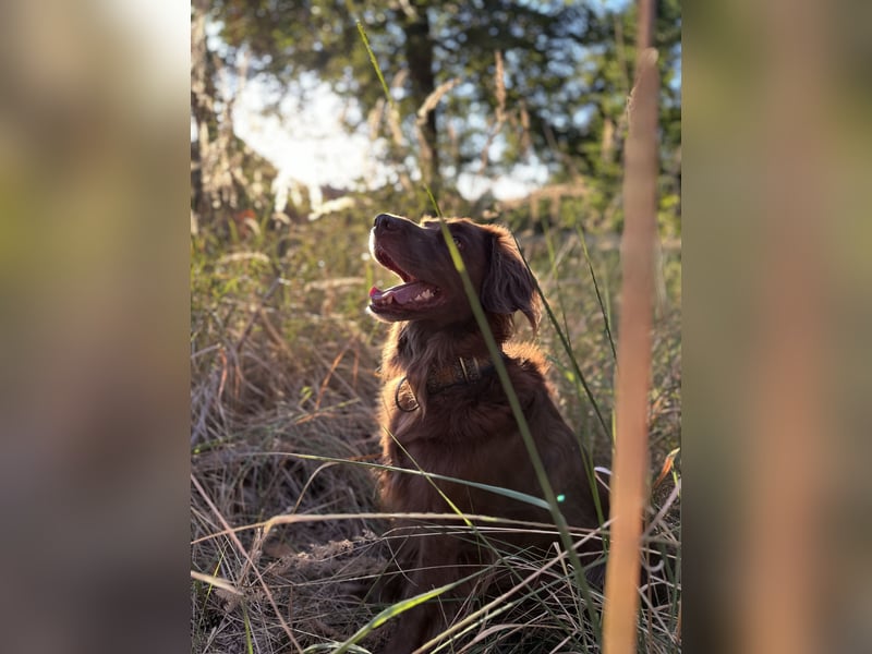 Starker Hund mit viel Persönlichkeit (Wachtelhund) sucht Menschen mit Ruhe, Natur und Struktur