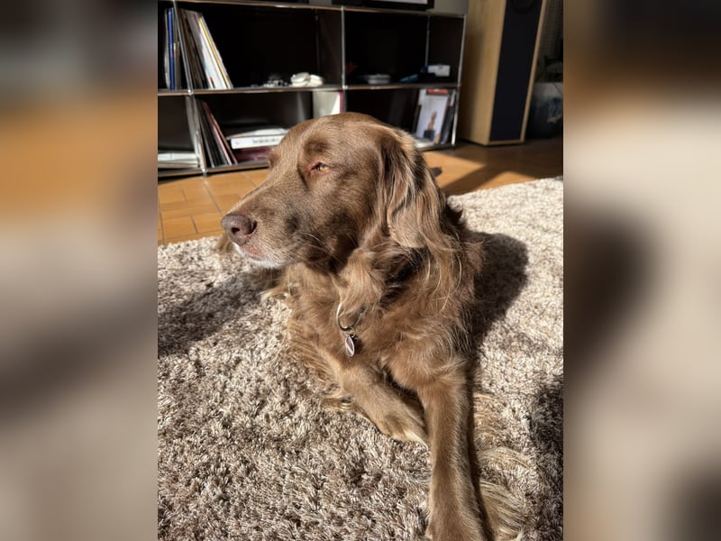 Hund mit Jagdtrieb sucht Natur / Deutscher Wachtelhund