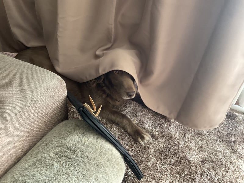 Hund mit Jagdtrieb sucht Natur / Deutscher Wachtelhund