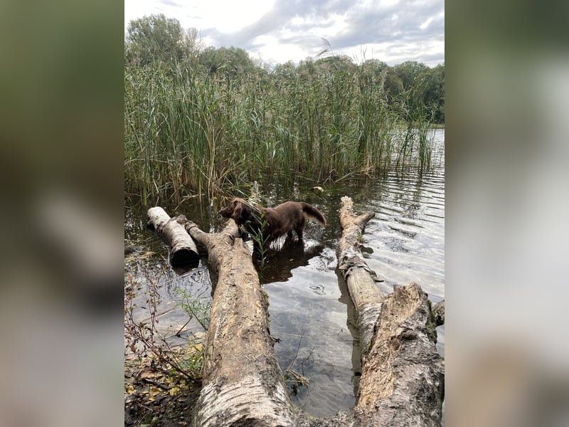 Hund mit Jagdtrieb sucht Natur / Deutscher Wachtelhund