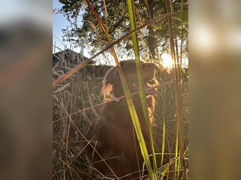 Hund mit Jagdtrieb sucht Natur / Deutscher Wachtelhund