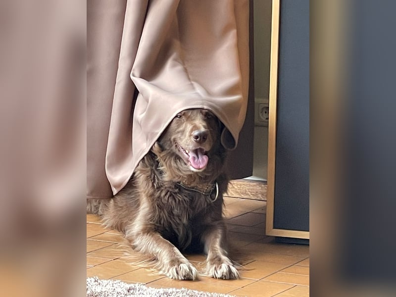 Hund mit Jagdtrieb sucht Natur / Deutscher Wachtelhund