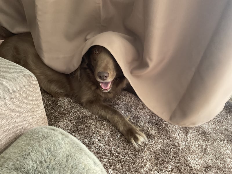 Hund mit Jagdtrieb sucht Natur / Deutscher Wachtelhund