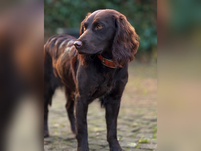 Vicky sucht neue Herausforderung