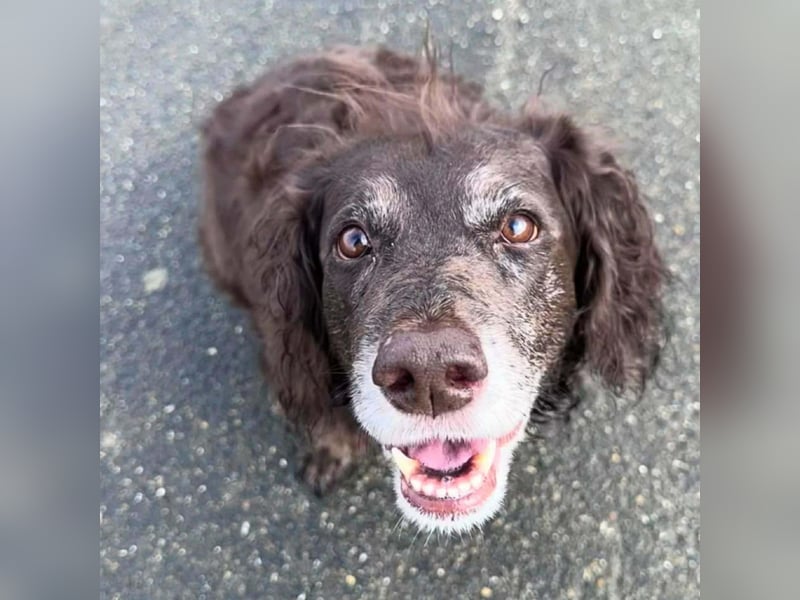 Nicki - ist freundlich&menschenbezogen