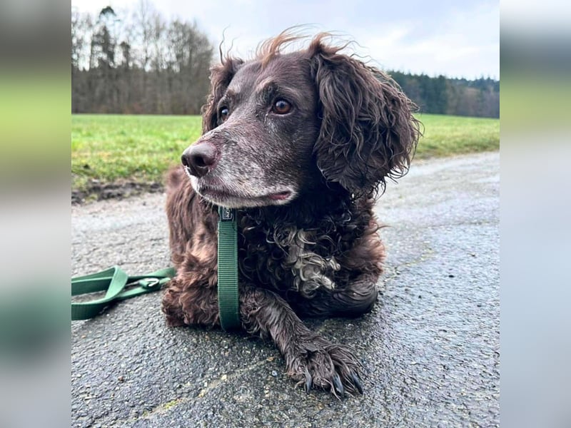 Nicki - ist freundlich&menschenbezogen