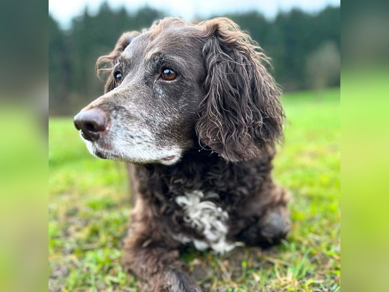Nicki - ist freundlich&menschenbezogen