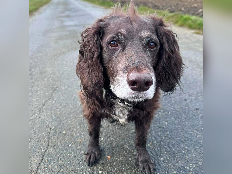 Nicki - ist freundlich&menschenbezogen