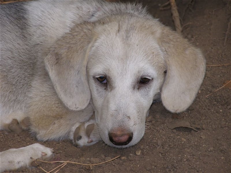 Deutschlandweit Pflegestellen für Hunde gesucht