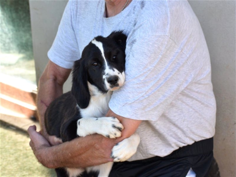 Deutschlandweit Pflegestellen für Hunde gesucht