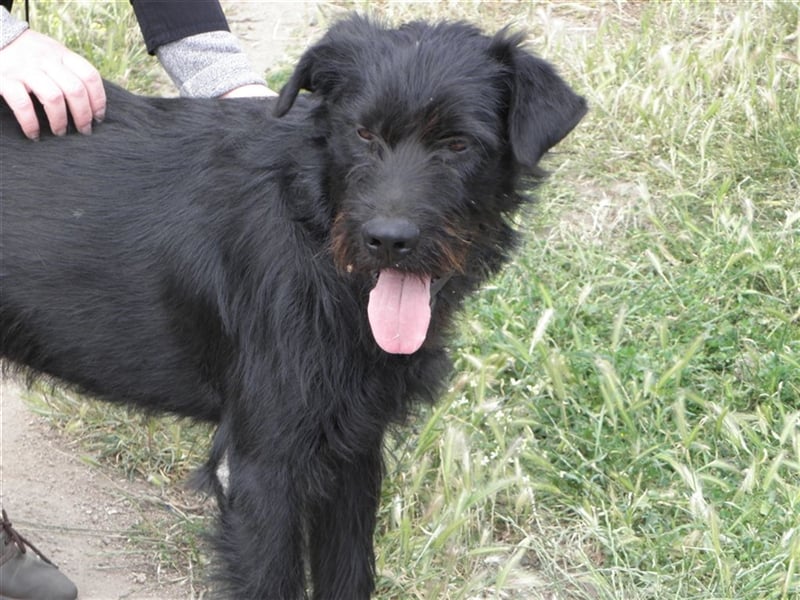 Deutschlandweit Pflegestellen für Hunde gesucht