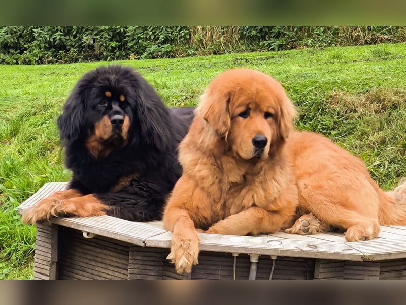 Do-khyi Tibet Doggen Welpen Do-khyi Tibet Doggen Welpen