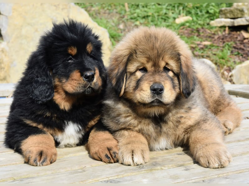 Do-khyi Tibet Doggen Welpen Do-khyi Tibet Doggen Welpen