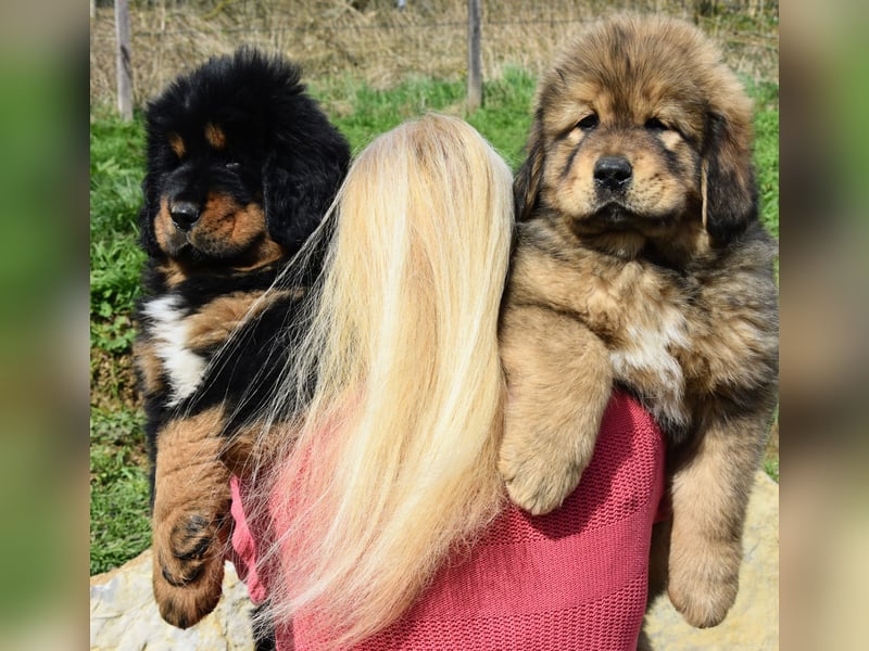 Do-khyi Tibet Doggen Welpen Do-khyi Tibet Doggen Welpen