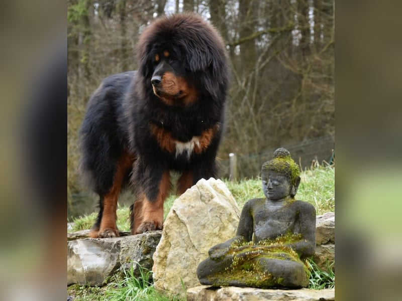 Do-khyi Tibet Doggen Welpen Do-khyi Tibet Doggen Welpen