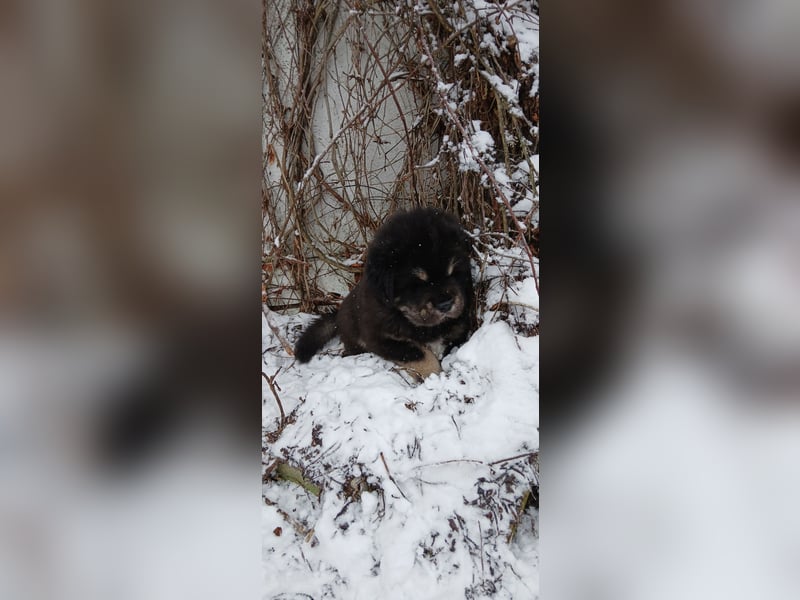 Do khyi Welpen aus VDH-Zucht