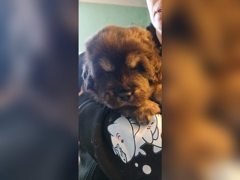 Do khyi Welpen aus VDH-Zucht