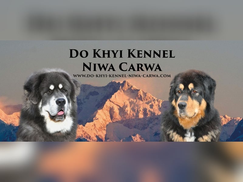 Do khyi Welpen aus VDH-Zucht