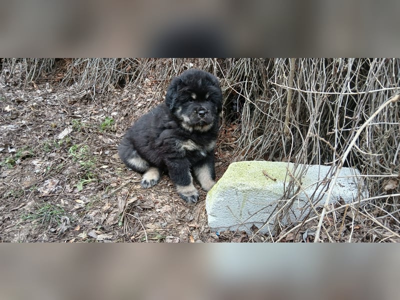 Do khyi Welpen aus VDH-Zucht